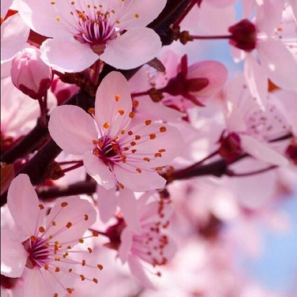 Meet your Posher, Dena - Picture 1 of 1